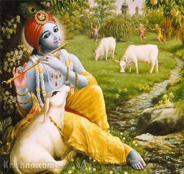 404a3-krishna-cows